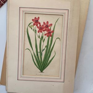 Early 1800s Original Botanical Lithograph -by S. Holden